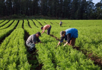 governo avalia mudancas nas regras da agricultura familiar para ampliar acesso as politicas publicas