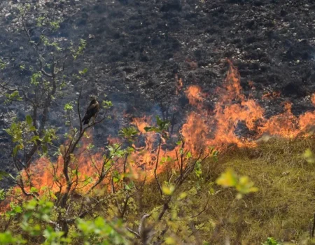incendio na apa chapada dos guimaraes mobiliza helicoptero aeronaves e bombeiros