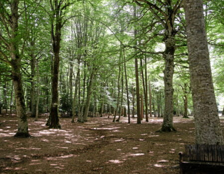 italia atinge maior cobertura florestal em seculos e se torna referencia em recuperacao ambiental na europa