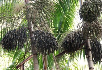 maior fazenda de acai do mundo fica no amapa e projeta producao de 43 mil toneladas por safra