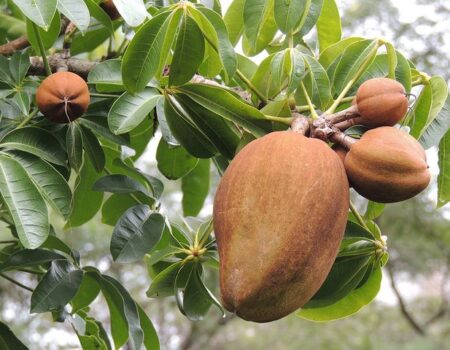 mamorana arvore amazonica reune potencial alimentar medicinal e ambiental