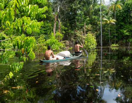 mudancas climaticas podem ameacar ate 30 das plantas usadas por povos indigenas da amazonia aponta estudo
