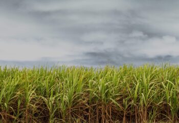 nova tarifa dos eua deve atingir 365 das exportacoes do agro brasileiro estima cna