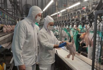 novas regras para exportacao a uniao europeia exigirao controle rigoroso sobre uso de antimicrobianos na producao animal