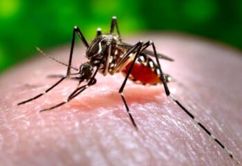 opas alerta que el nino pode elevar casos de dengue doencas respiratorias e problemas de saude mental