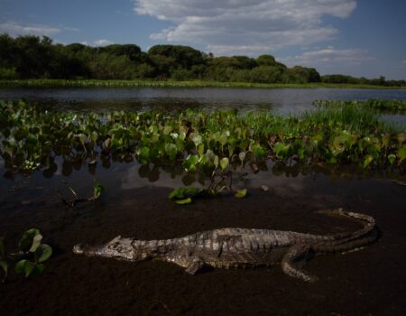 pantanal ganha destaque em debates internacionais sobre mudancas climaticas e conservacao ambiental