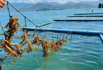 pesquisa aponta que biofertilizante de alga marinha pode aumentar produtividade agricola em ate 40