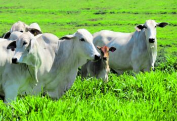 tarifa chinesa sobre carne bovina pressiona exportacoes brasileiras e forca setor a buscar novos mercados