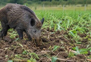 avanco de javalis preocupa produtores e reforca alerta para riscos a agropecuaria