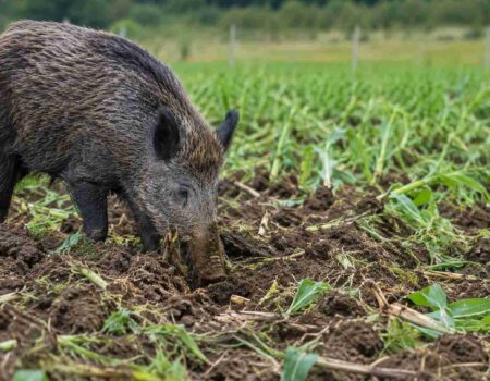 avanco de javalis preocupa produtores e reforca alerta para riscos a agropecuaria