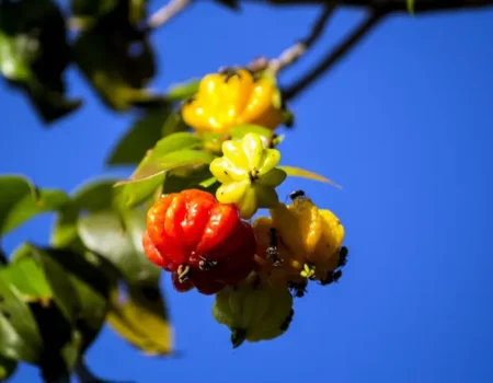 nova rede nacional vai pesquisar biodiversidade brasileira para desenvolver alimentos sustentaveis