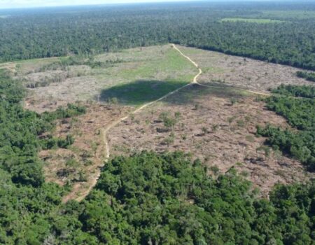 pf investiga grupo suspeito de causar r 469 milhoes em danos ambientais no para