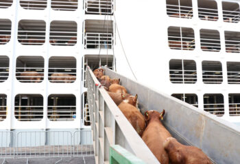 projeto quer proibir transporte maritimo de animais vivos