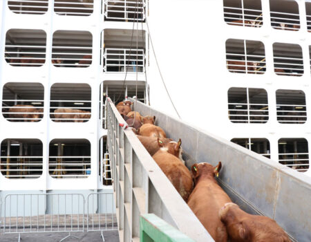 projeto quer proibir transporte maritimo de animais vivos