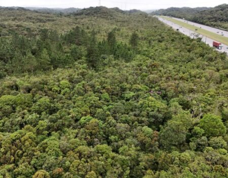remocao de pinus abre caminho para recuperacao de 40 hectares de mata atlantica em sao paulo