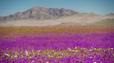 deserto do atacama ganha cores com novo episodio do deserto florido