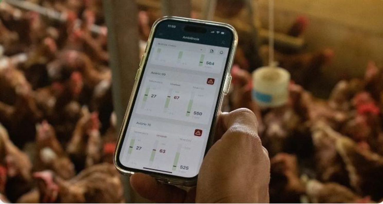 avicultura-entra-na-era-da-ia-com-sistema-que-contabiliza-milhares-de-ovos-por-dia-com-alta-precisao