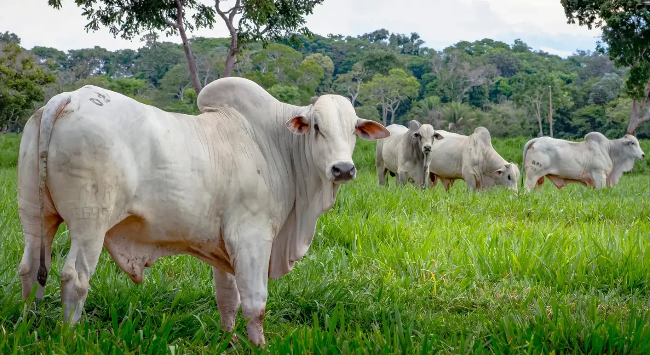 boi-gordo-mantem-arroba-em-alta-e-negocios-chegam-a-r-360-em-importantes-pracas-do-pais