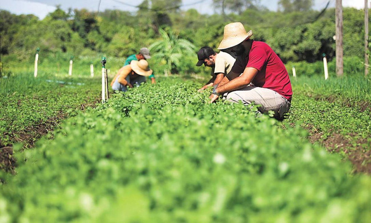 comite-define-acoes-prioritarias-do-programa-nacional-de-reducao-de-agrotoxicos-para-2026-2027