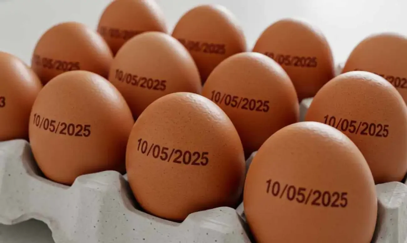 pais-tem-recorde-na-producao-de-ovos-abate-de-bovinos-frango-e-porco