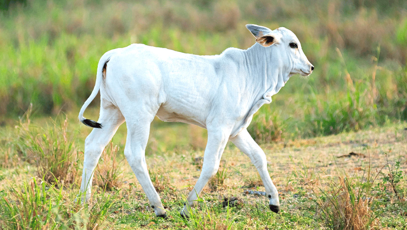 preco-do-bezerro-mais-que-dobra-em-dez-anos-e-reforca-importancia-da-cria-na-pecuaria