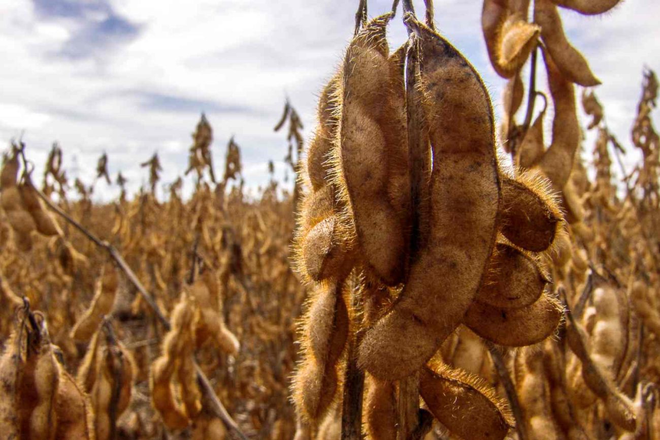 quadrilha-e-presa-apos-furtar-mais-de-r-700-mil-em-soja-em-tapurah